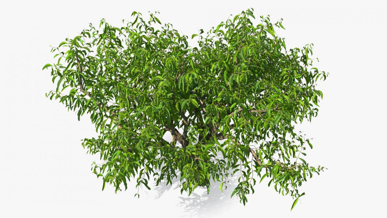 3D model Peach Tree