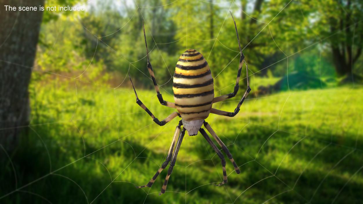 3D Argiope Trifasciata Spider