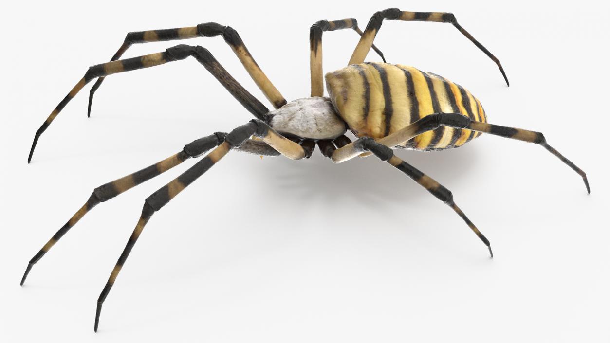 3D Argiope Trifasciata Spider