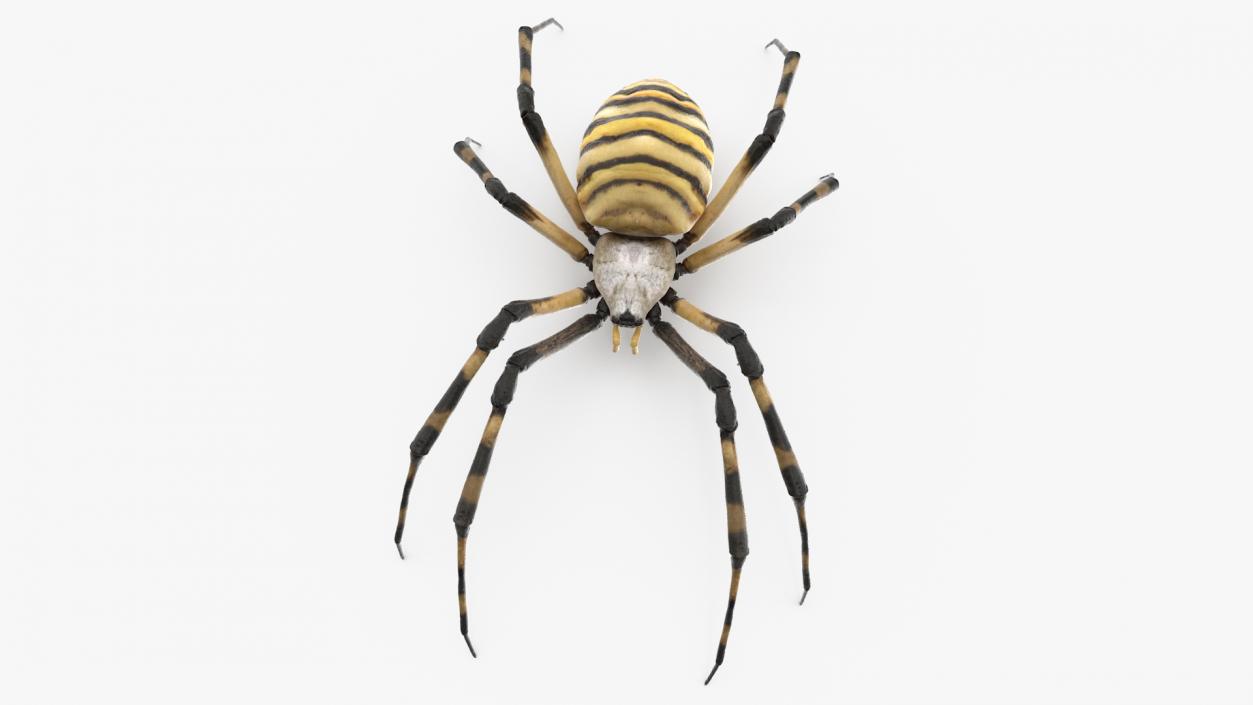 3D Argiope Trifasciata Spider