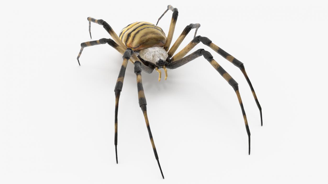 3D Argiope Trifasciata Spider