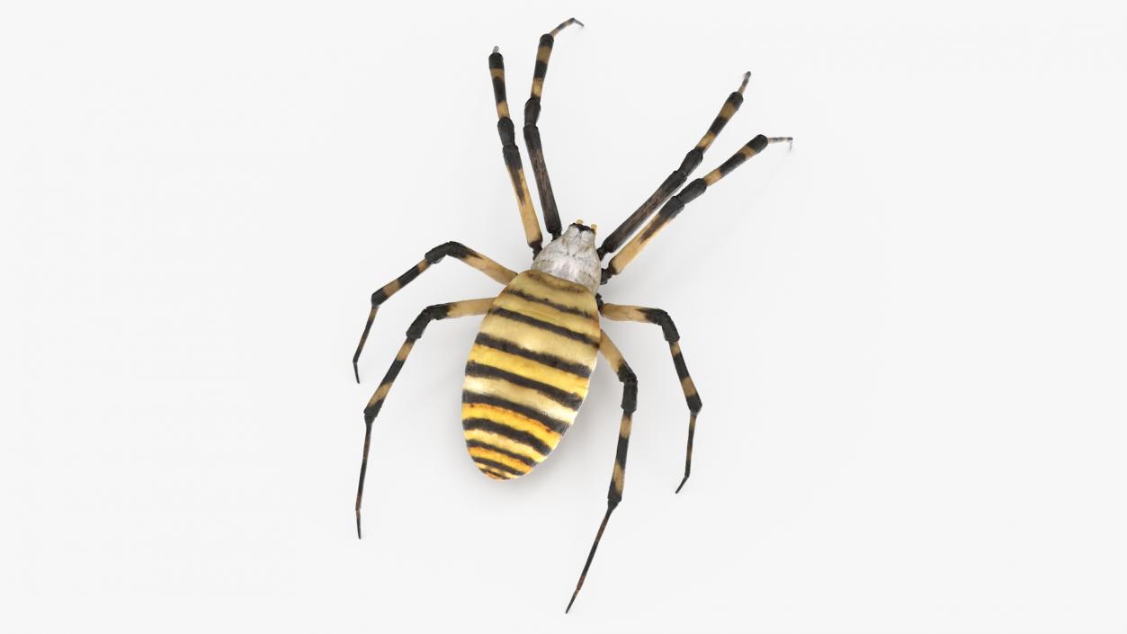 3D Argiope Trifasciata Spider