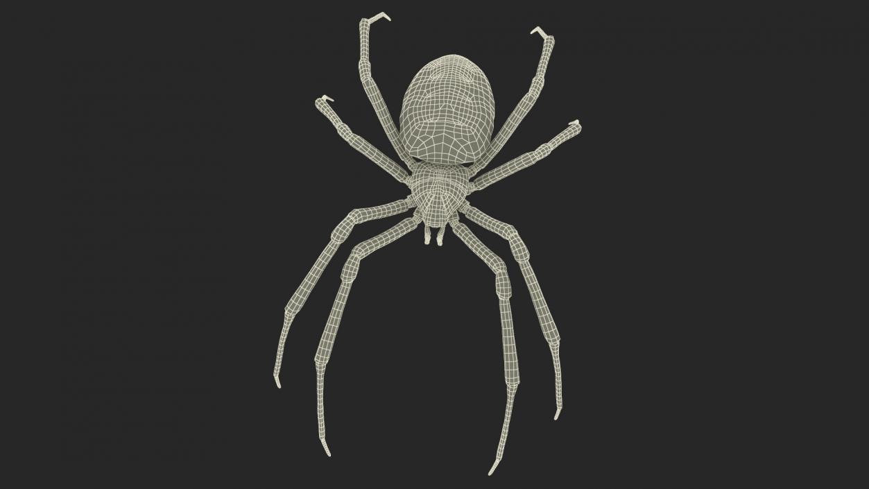 3D Argiope Trifasciata Spider