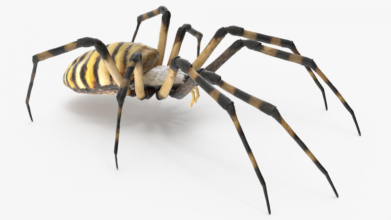 3D Argiope Trifasciata Spider