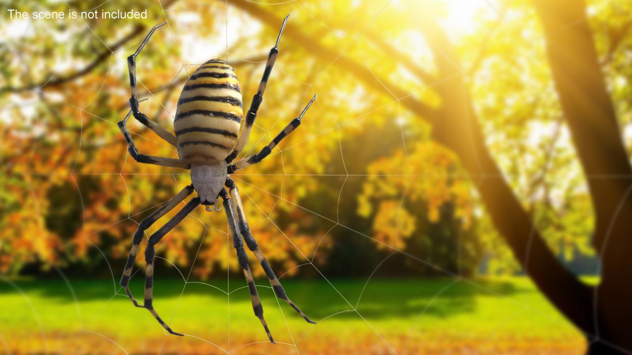 3D Argiope Trifasciata Spider