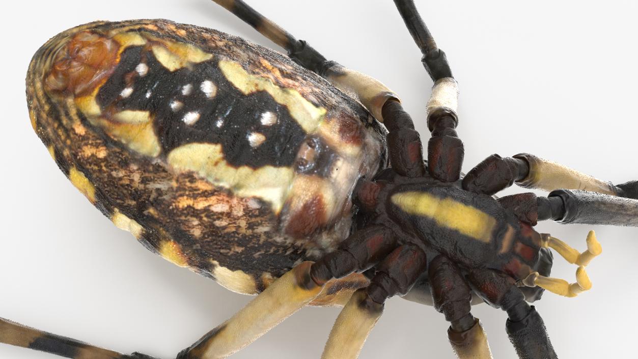 3D Argiope Trifasciata Spider