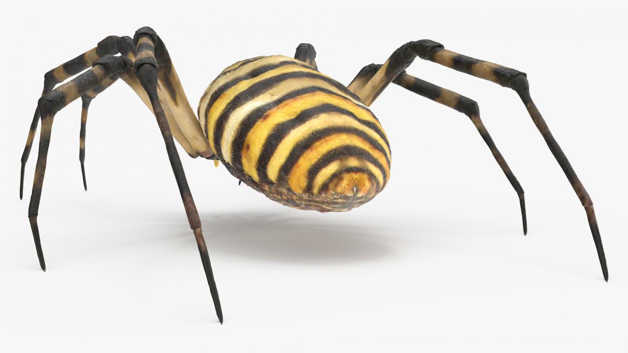 3D Argiope Trifasciata Spider