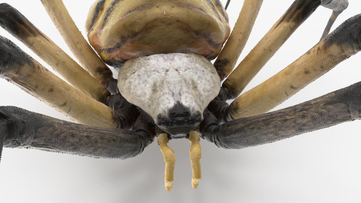 3D Argiope Trifasciata Spider