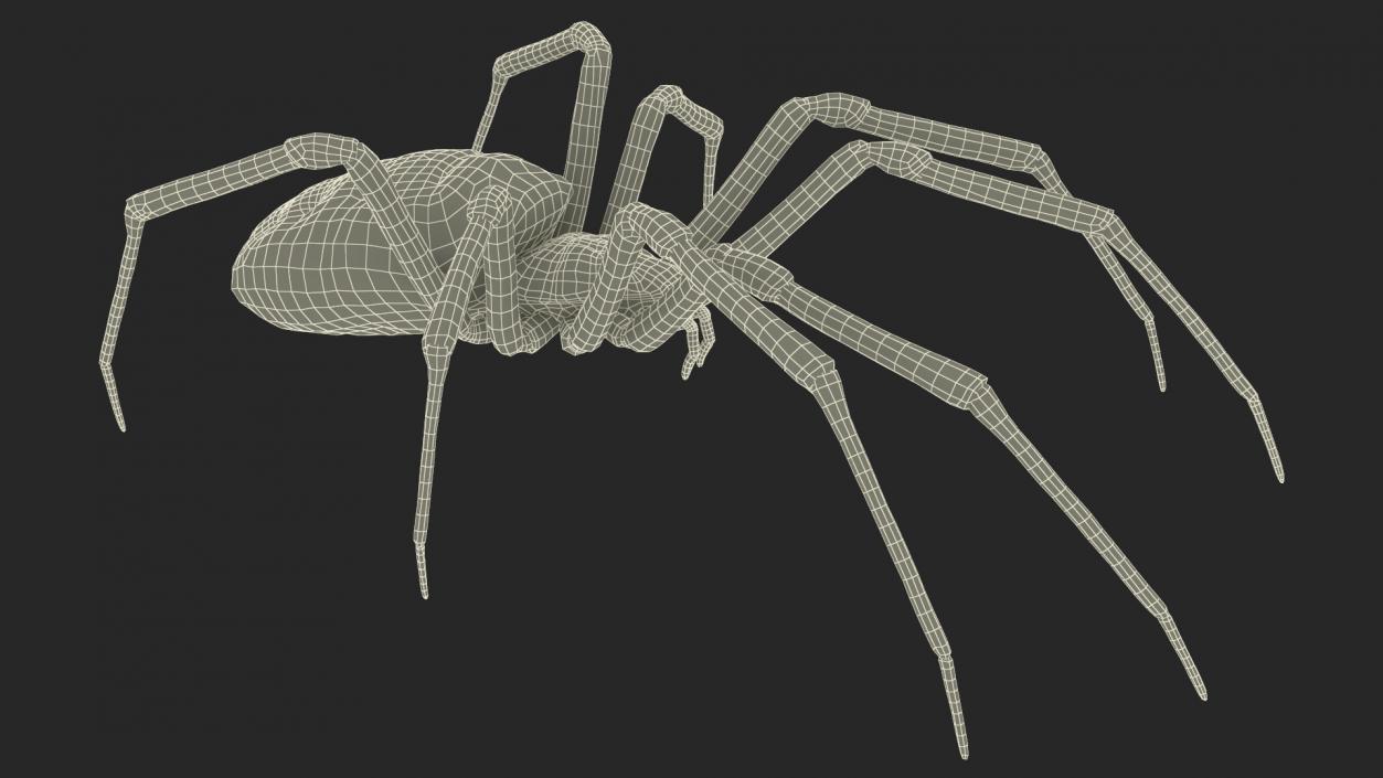 3D Argiope Trifasciata Spider