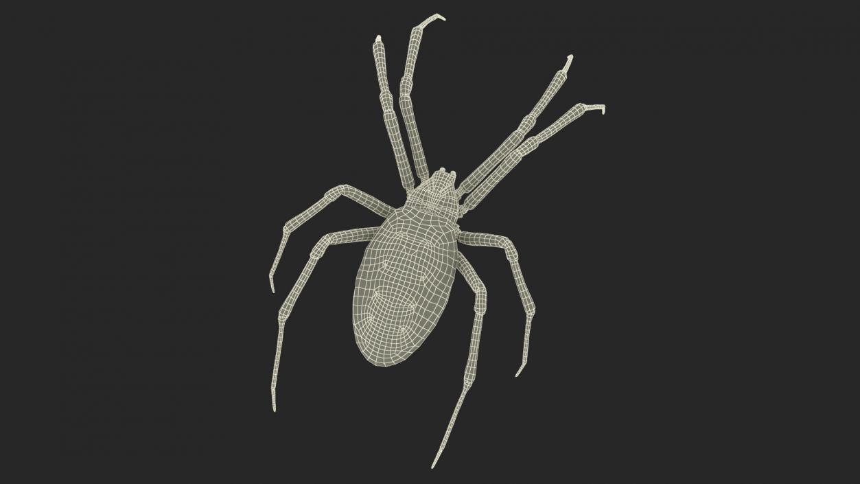 3D Argiope Trifasciata Spider