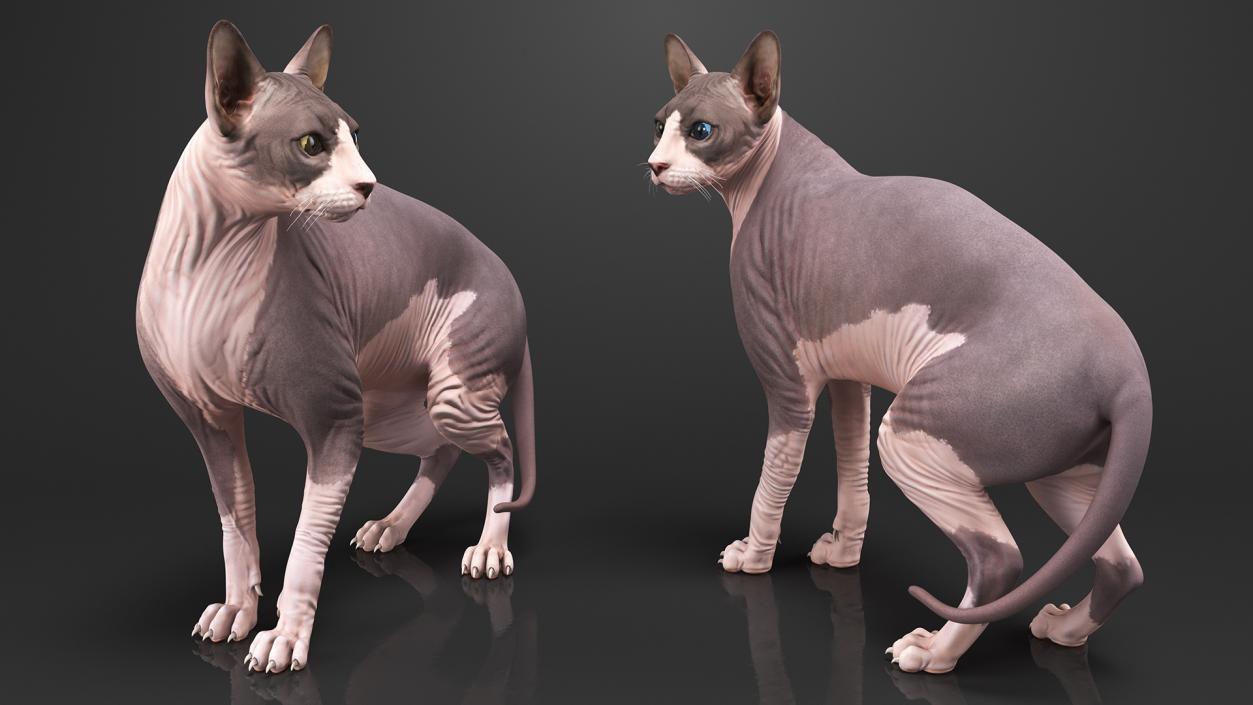 3D Bicolor Sphynx Cat model