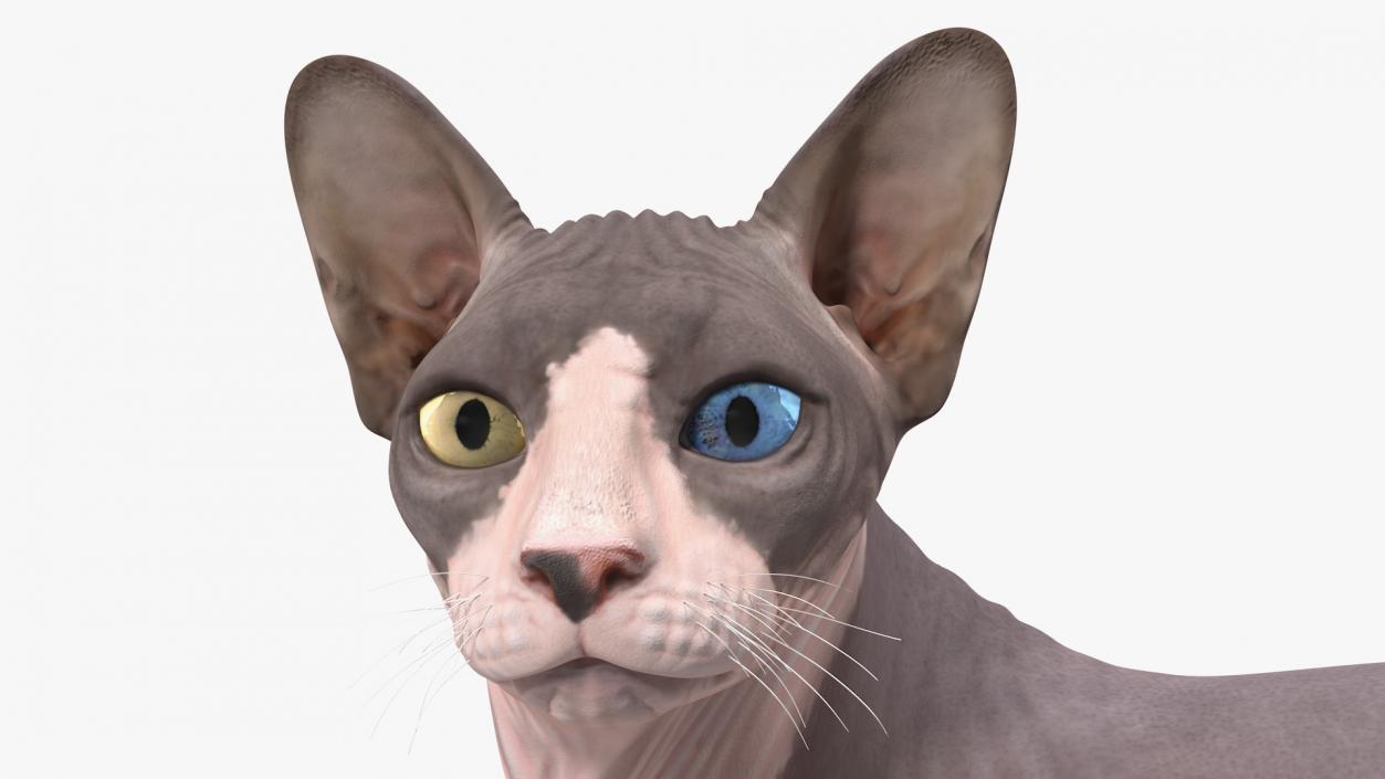 3D Bicolor Sphynx Cat model