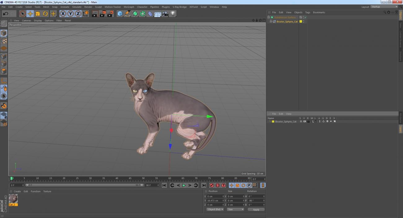 3D Bicolor Sphynx Cat model