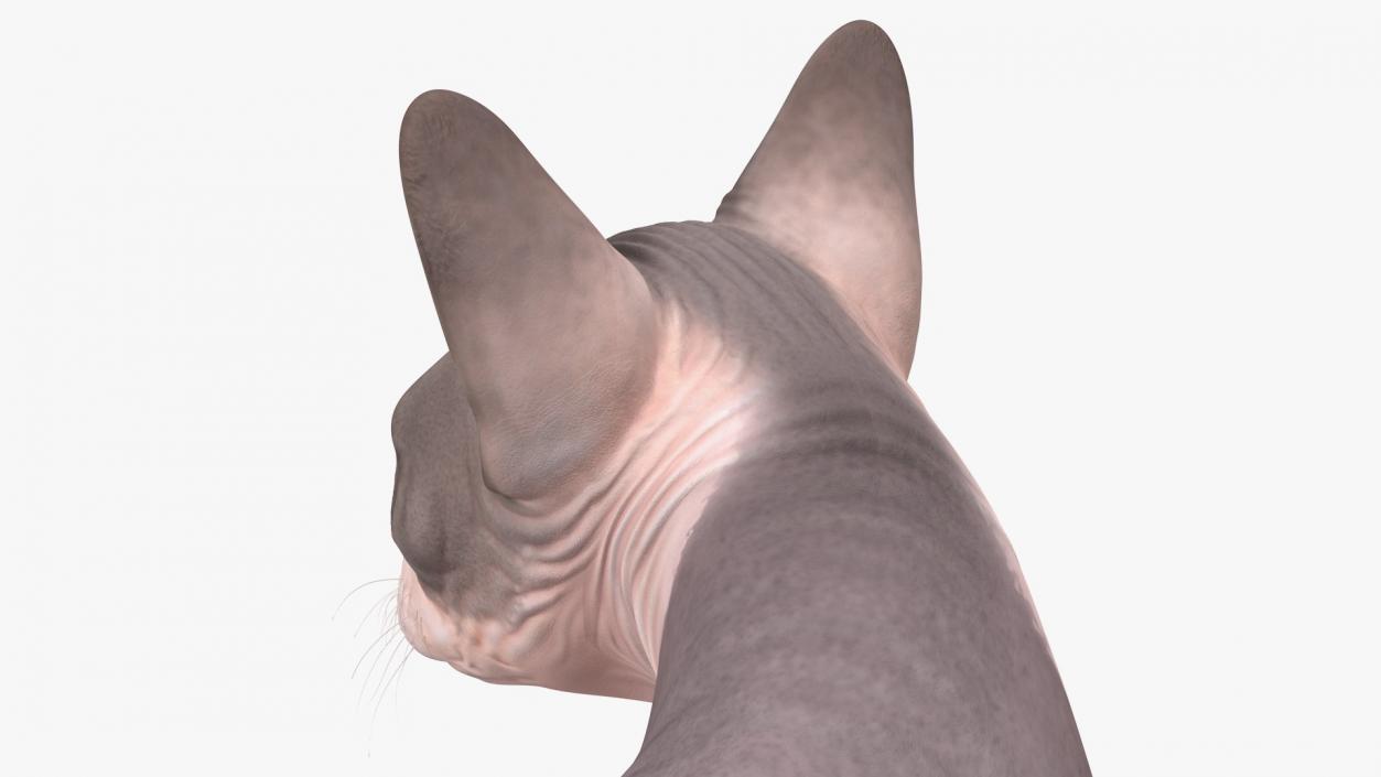 3D Bicolor Sphynx Cat model