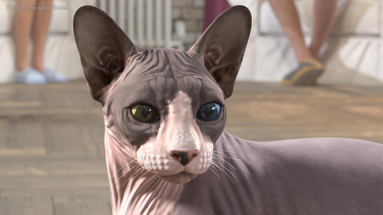 3D Bicolor Sphynx Cat model