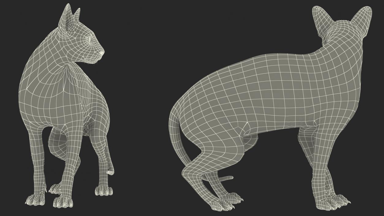 3D Bicolor Sphynx Cat model