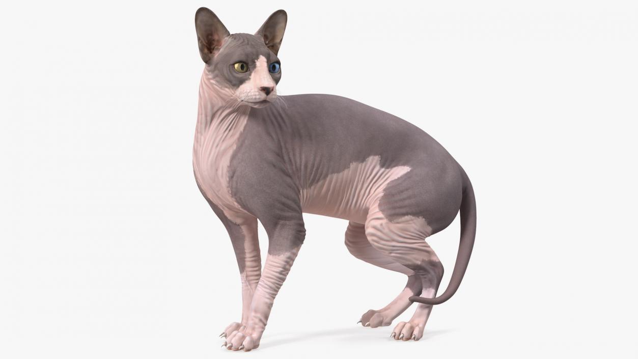 3D Bicolor Sphynx Cat model