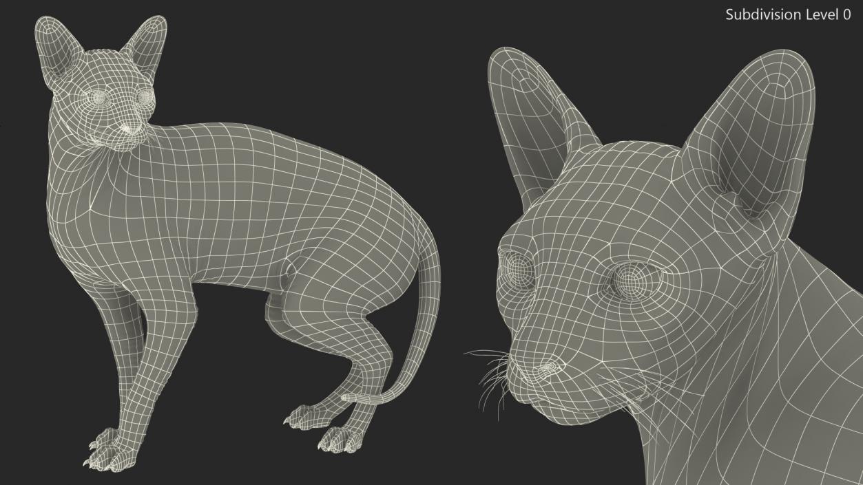 3D Bicolor Sphynx Cat model