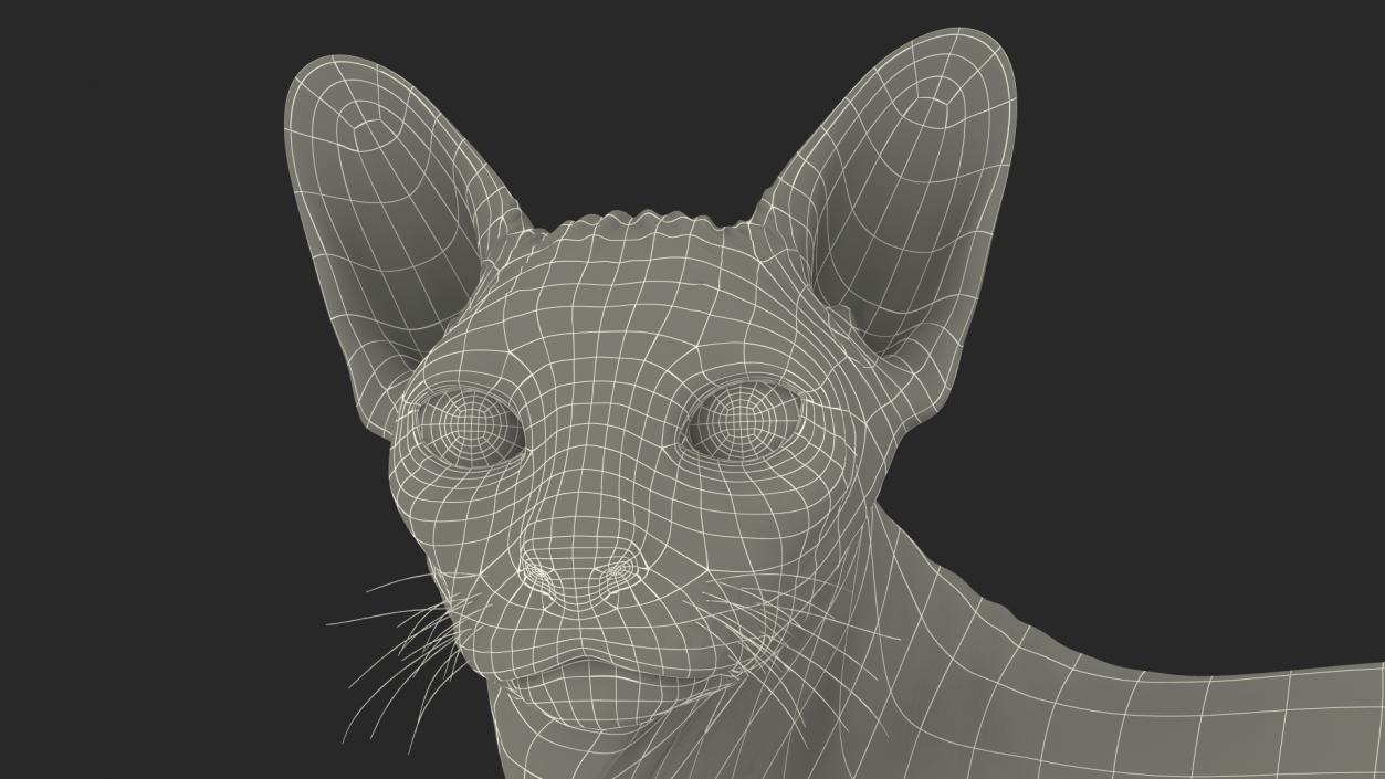 3D Bicolor Sphynx Cat model