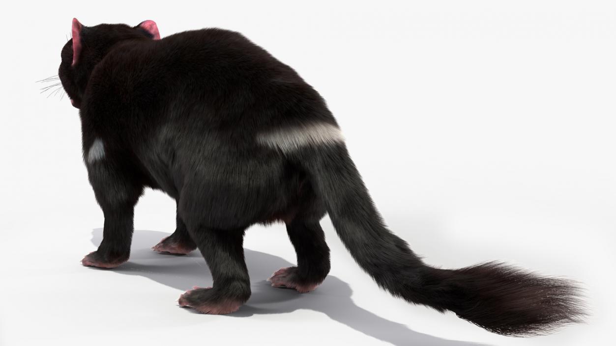 3D Tasmanian Devil Fur Rigged