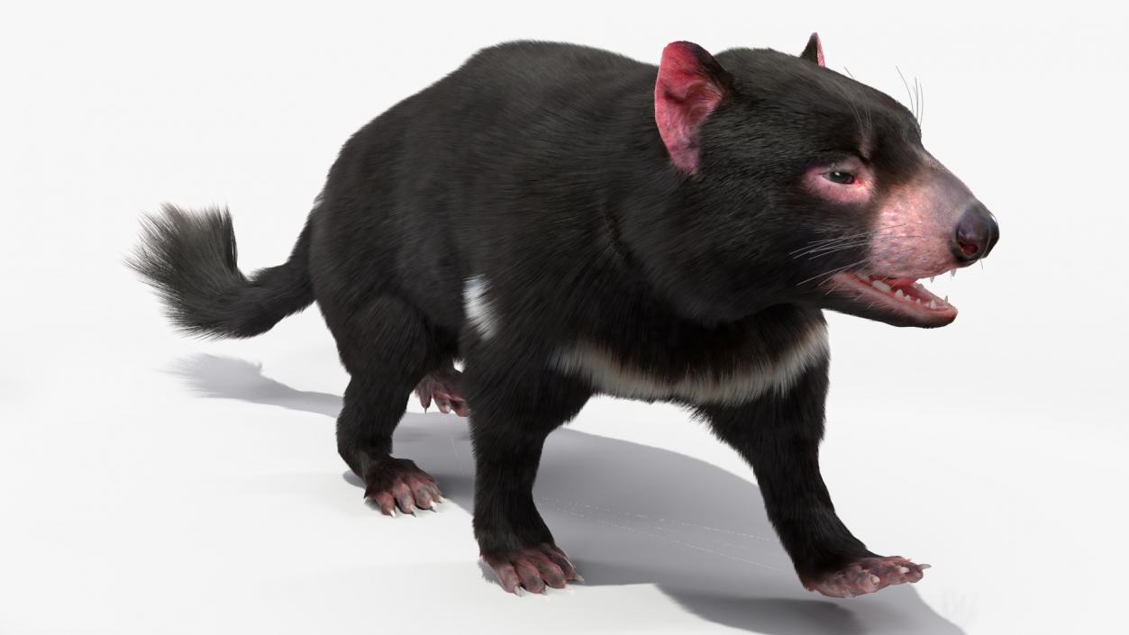 3D Tasmanian Devil Fur Rigged