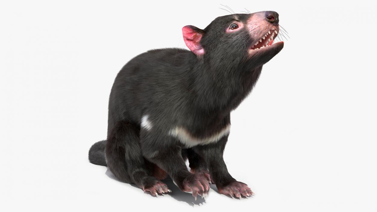 3D Tasmanian Devil Fur Rigged