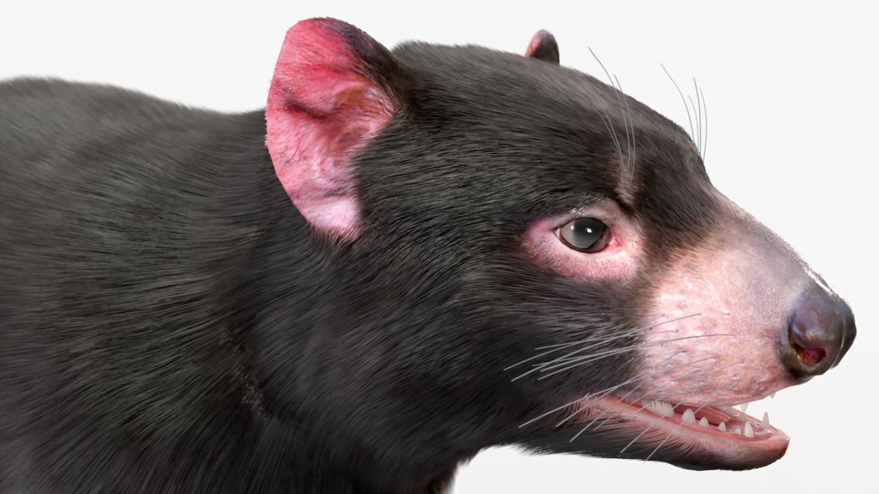 3D Tasmanian Devil Fur Rigged