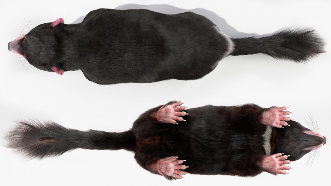 3D Tasmanian Devil Fur Rigged