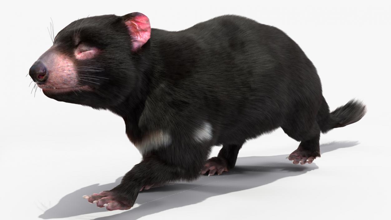 3D Tasmanian Devil Fur Rigged