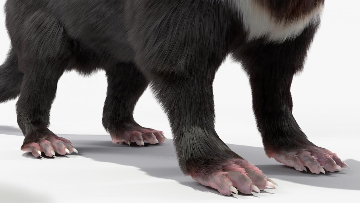 3D Tasmanian Devil Fur Rigged