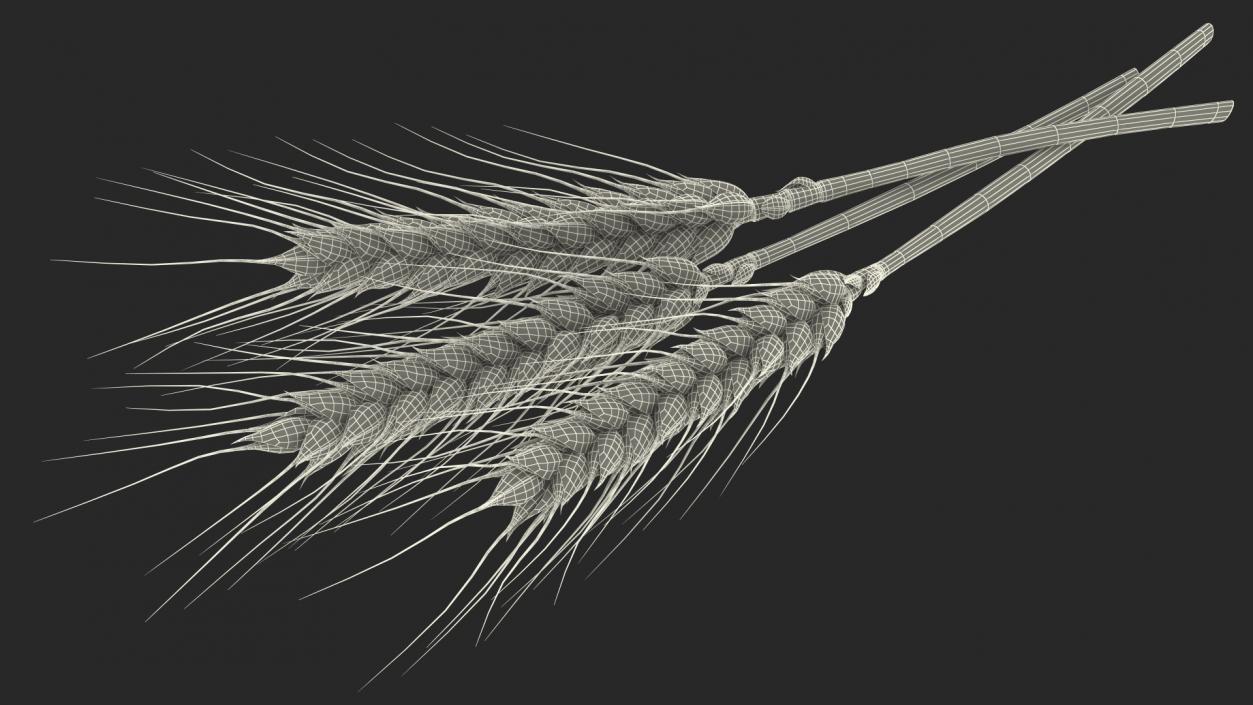 3D Wheat Collection