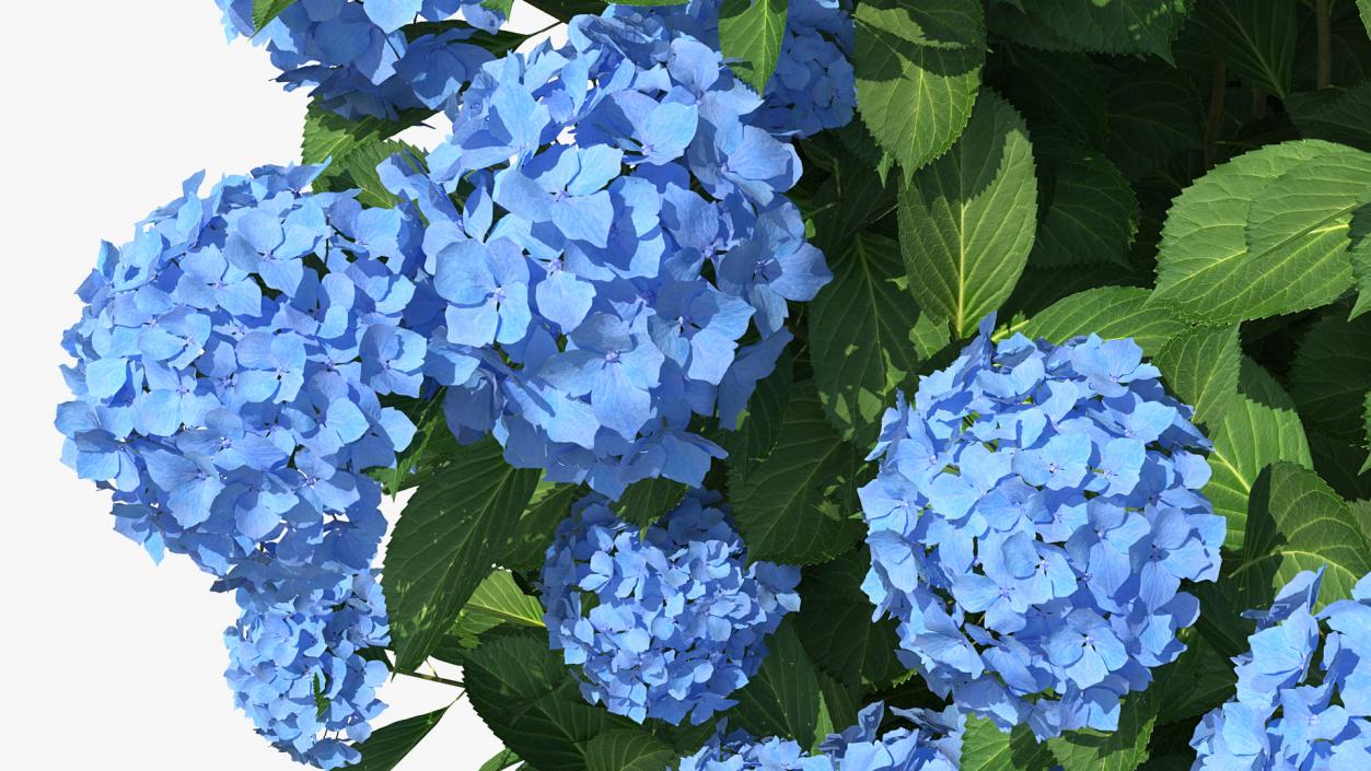 Hydrangea Macrophylla Nikko Blue Bush 3D