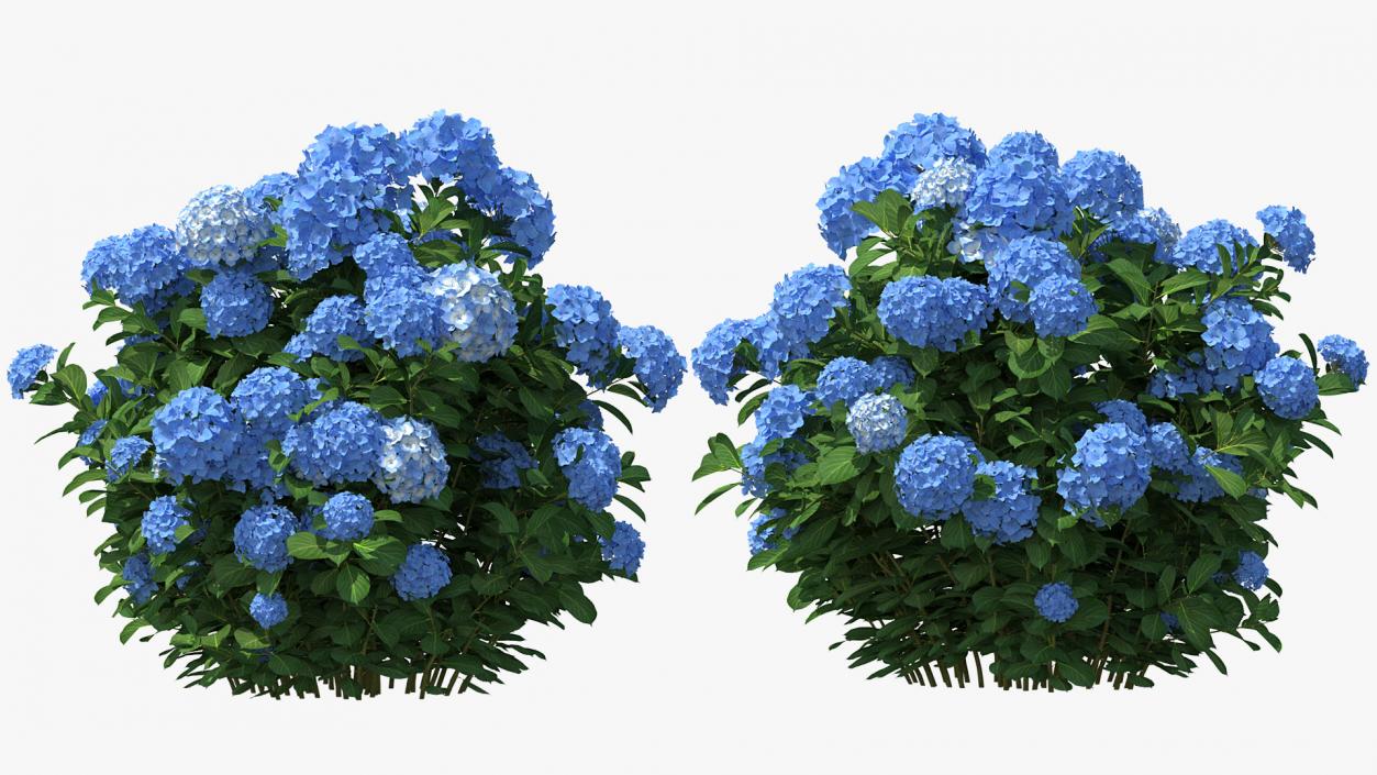 Hydrangea Macrophylla Nikko Blue Bush 3D