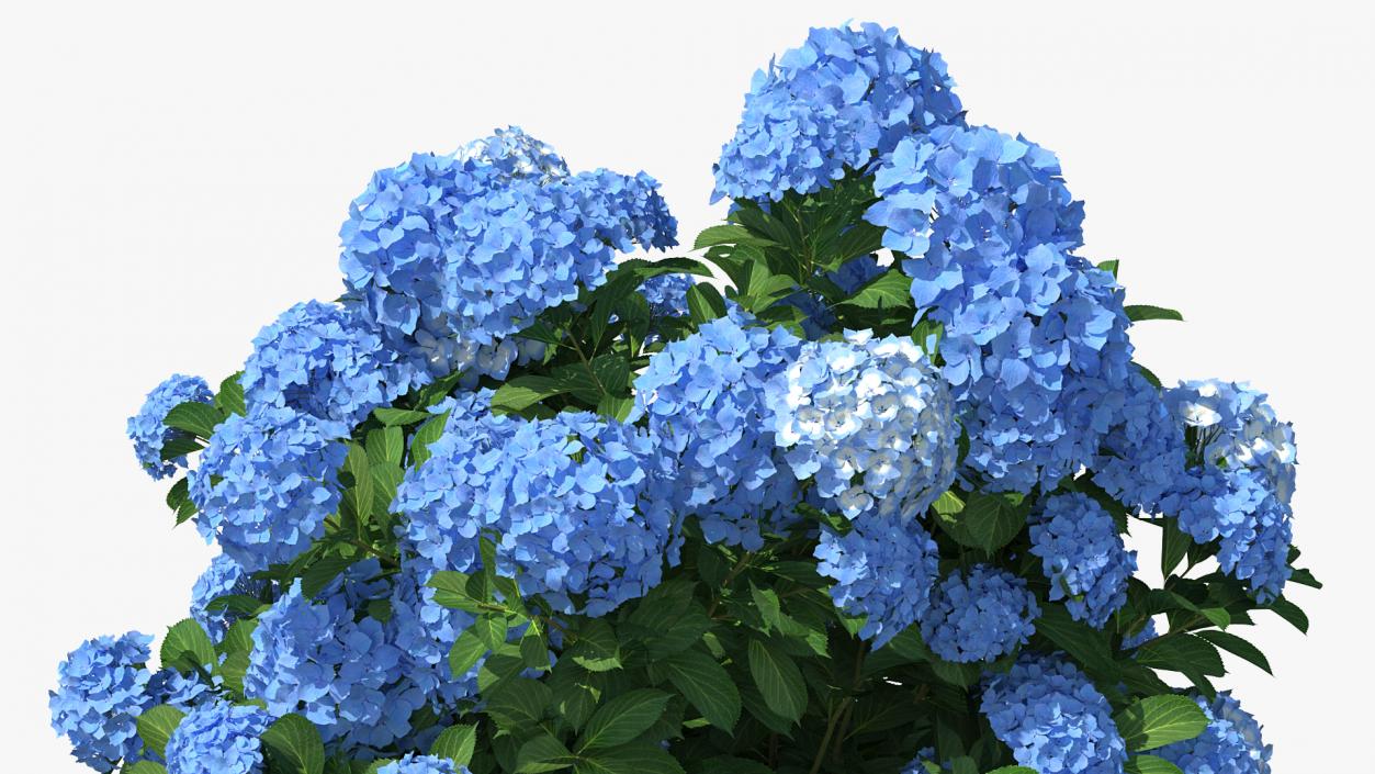 Hydrangea Macrophylla Nikko Blue Bush 3D