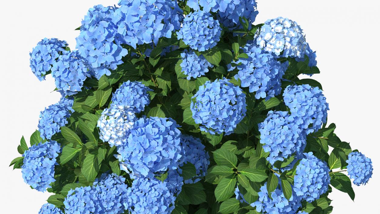 Hydrangea Macrophylla Nikko Blue Bush 3D