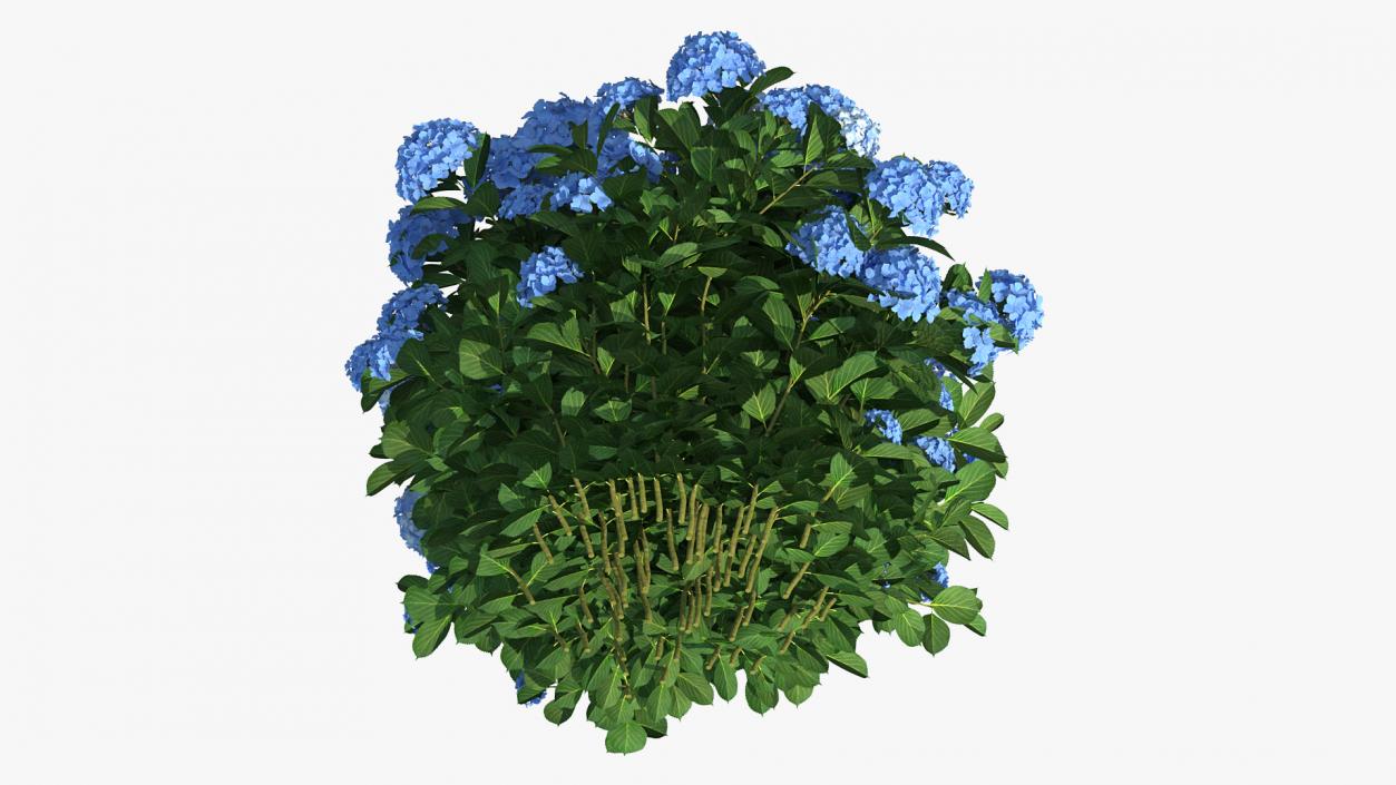 Hydrangea Macrophylla Nikko Blue Bush 3D