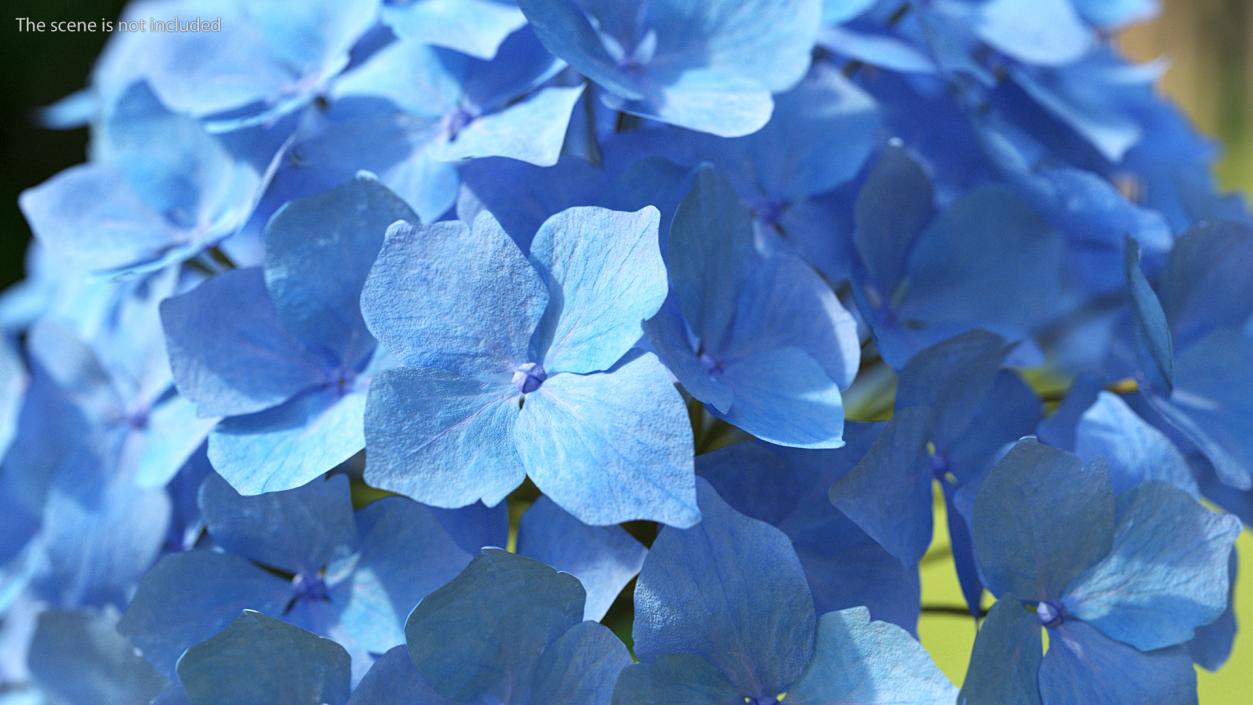 Hydrangea Macrophylla Nikko Blue Bush 3D