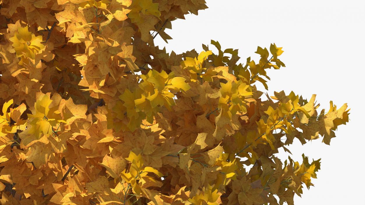 3D model Autumn Yellow Poplar Tree