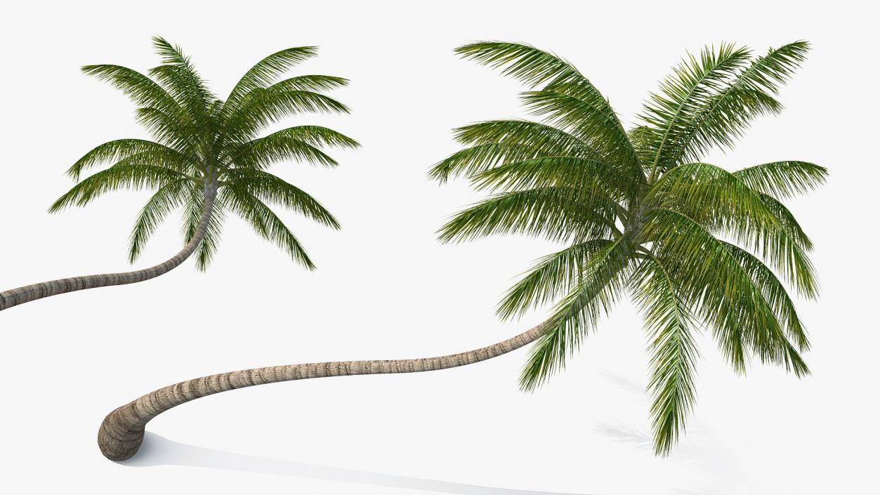 3D Tropical Palm Tree model