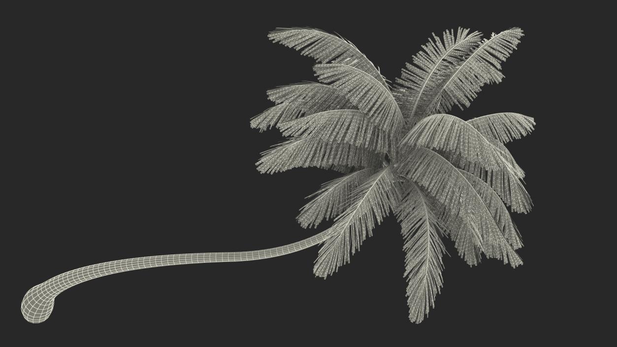 3D Tropical Palm Tree model