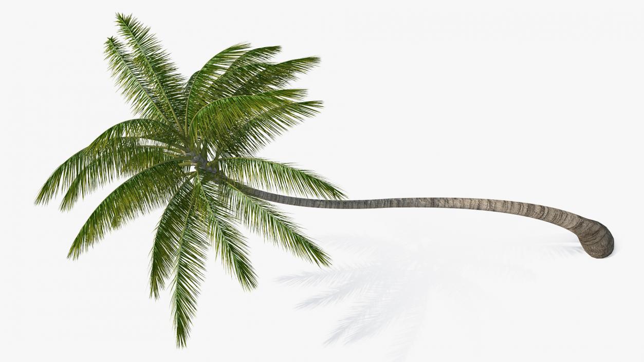 3D Tropical Palm Tree model