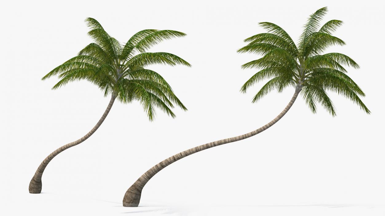 3D Tropical Palm Tree model