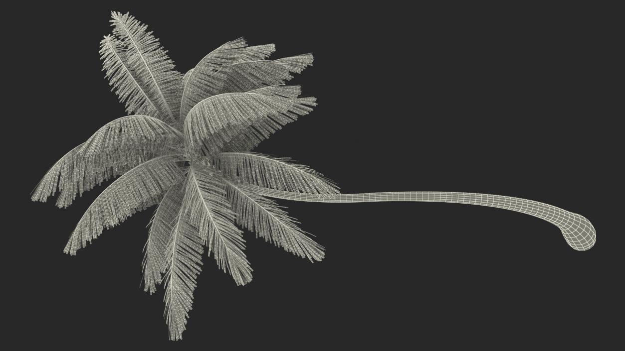 3D Tropical Palm Tree model