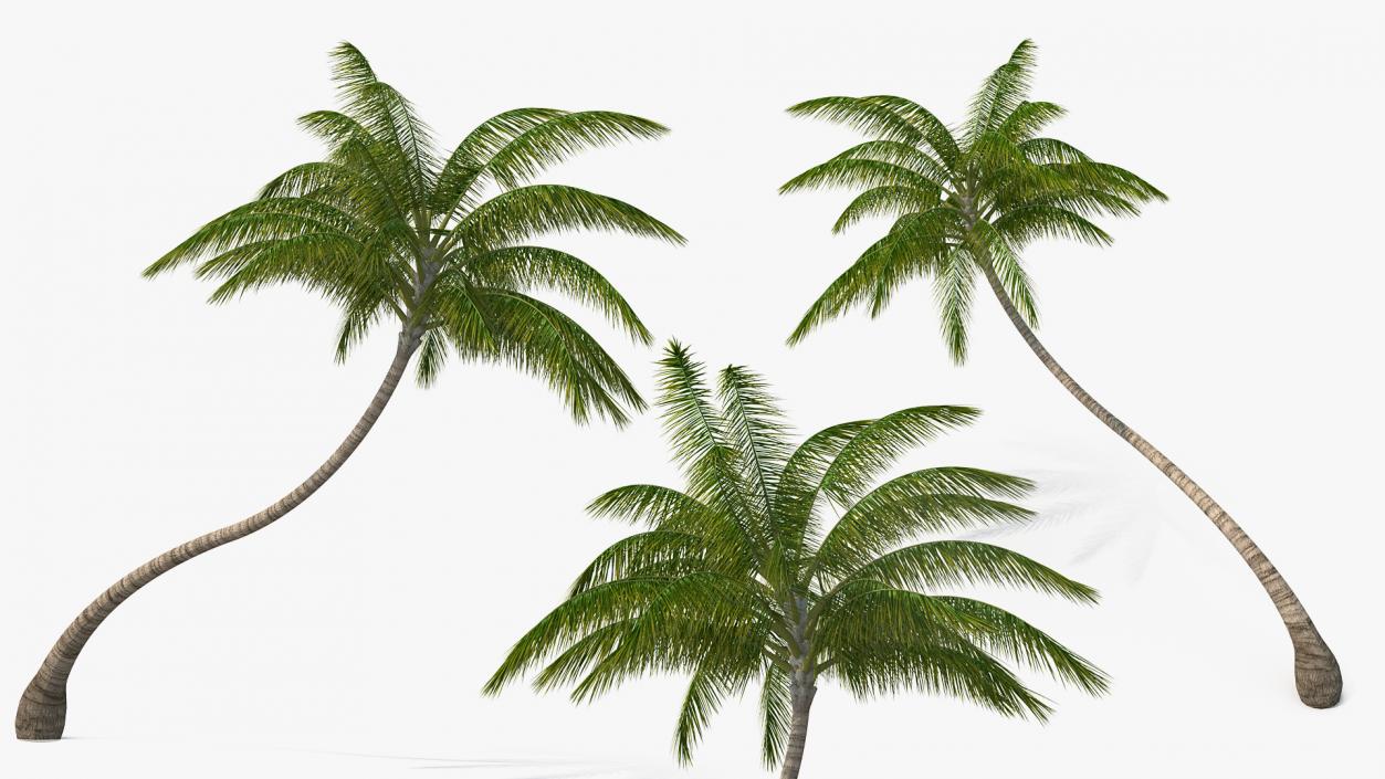 3D Tropical Palm Tree model