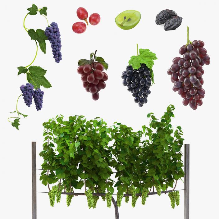 Grapes Collection 4 3D model