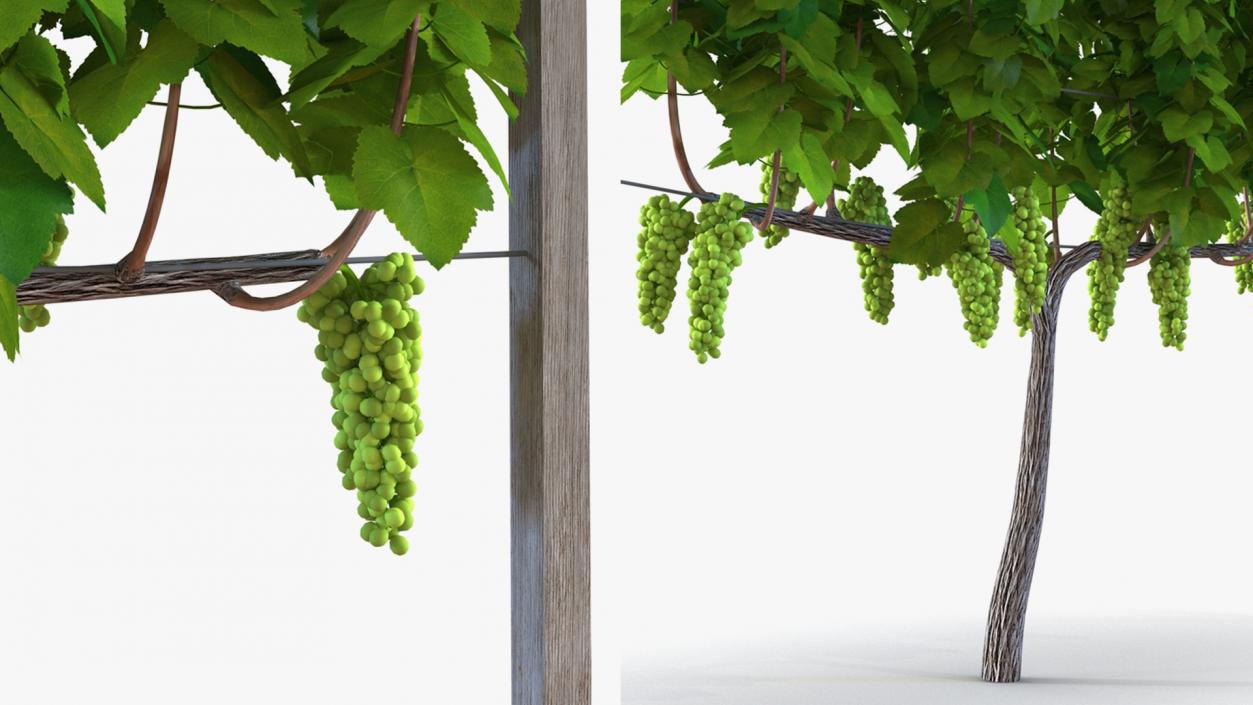 Grapes Collection 4 3D model