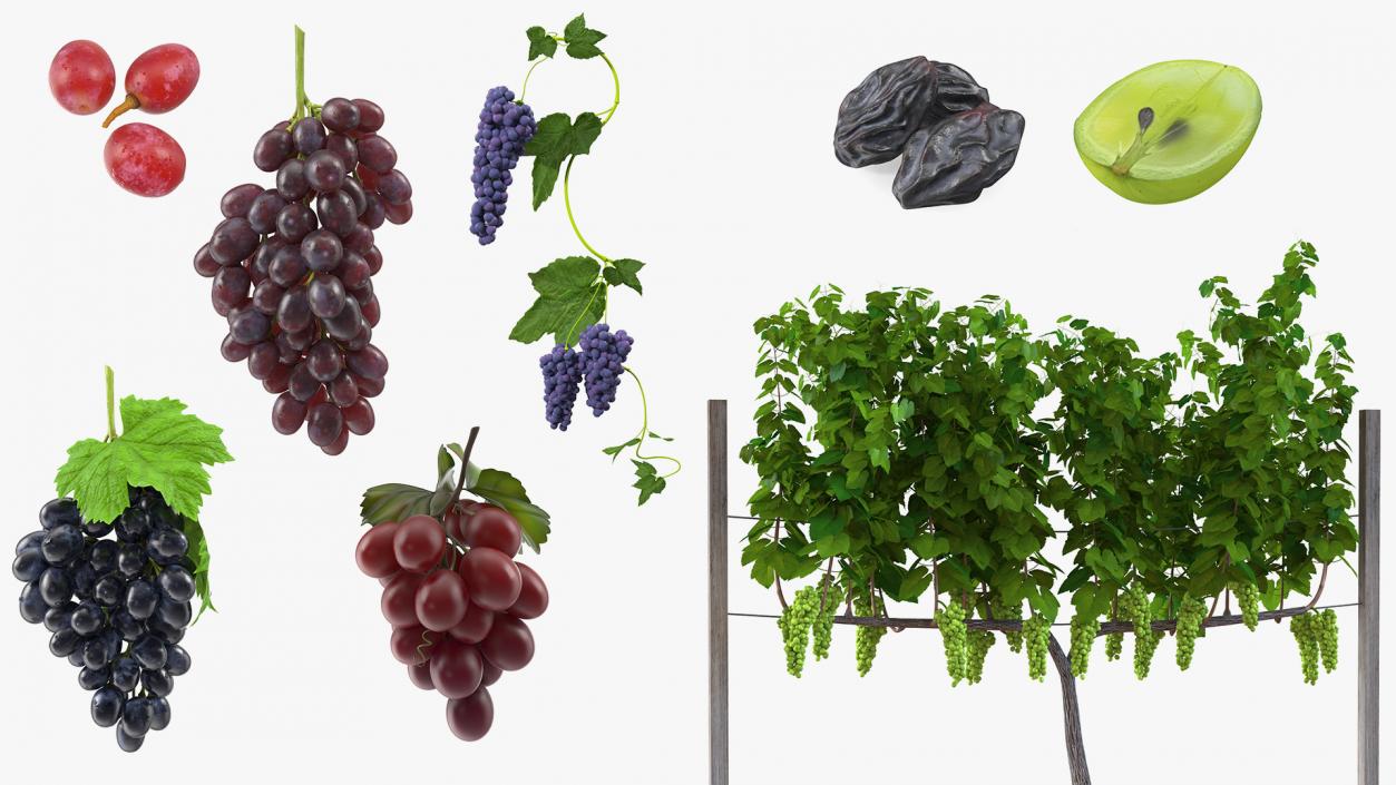 Grapes Collection 4 3D model