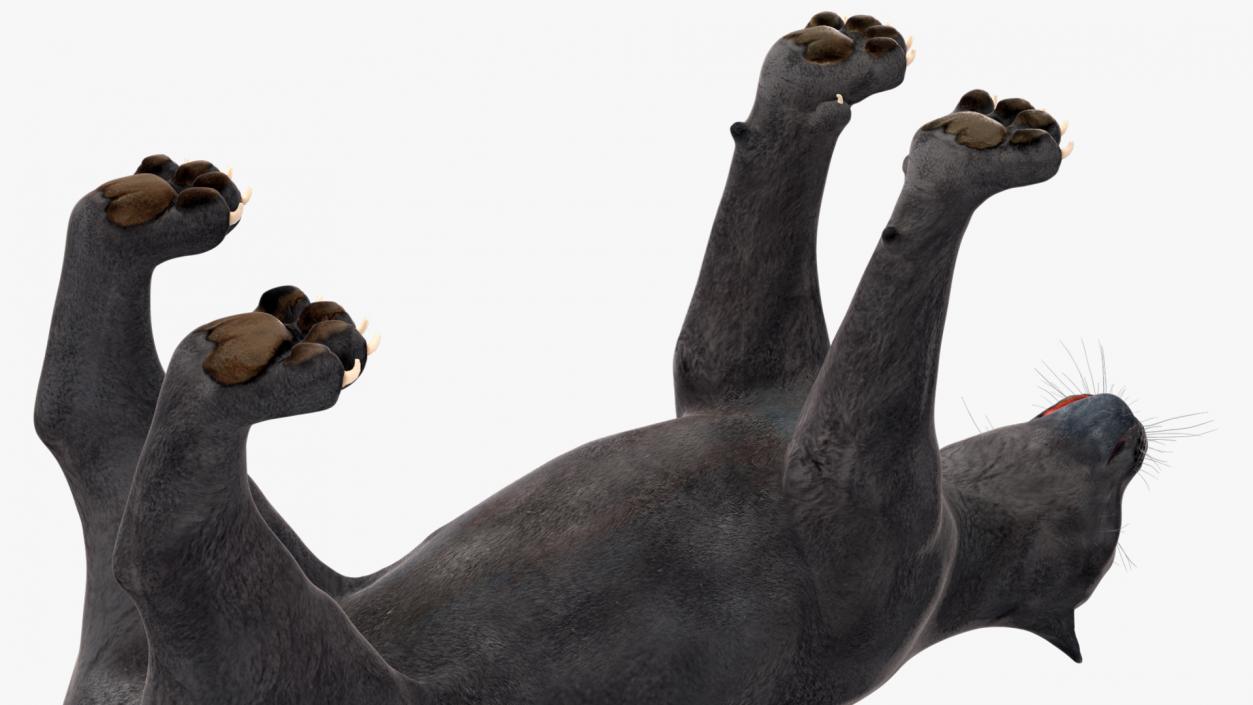 3D Black Panther Rigged for Cinema 4D 2