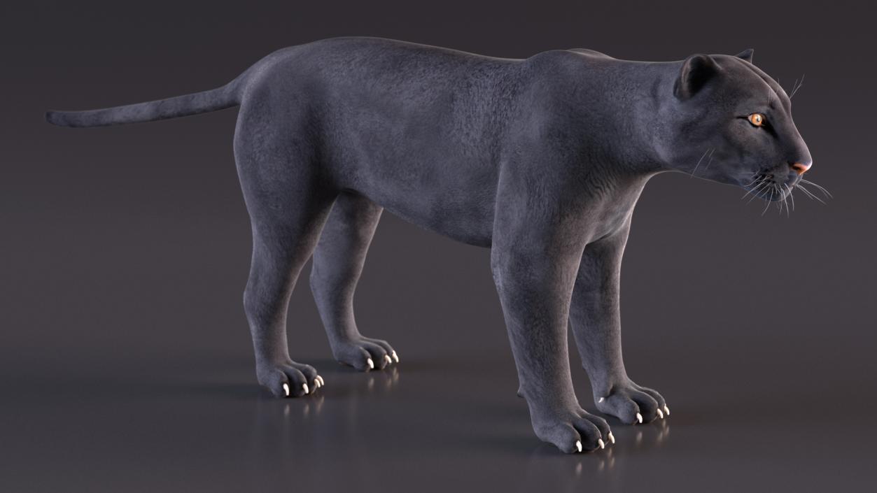 3D Black Panther Rigged for Cinema 4D 2