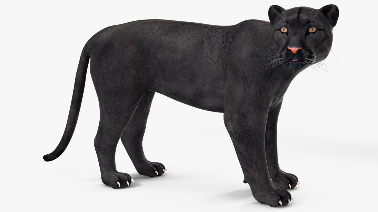 3D Black Panther Rigged for Cinema 4D 2